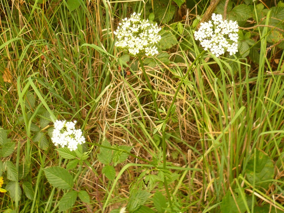Selinum carvifolia (Apiaceae)